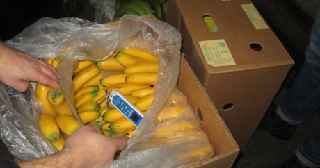 Survey to Consignment of Bananas  | CARGOINSPECT